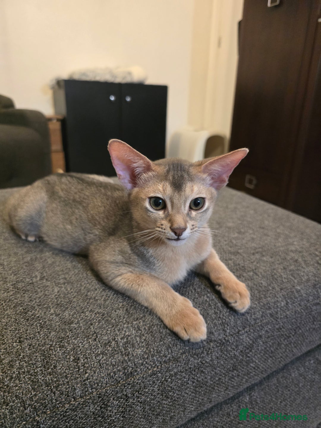 Abyssinian cats for sale: Abyssinian kittens for sale ! Just one boy left - Image 16