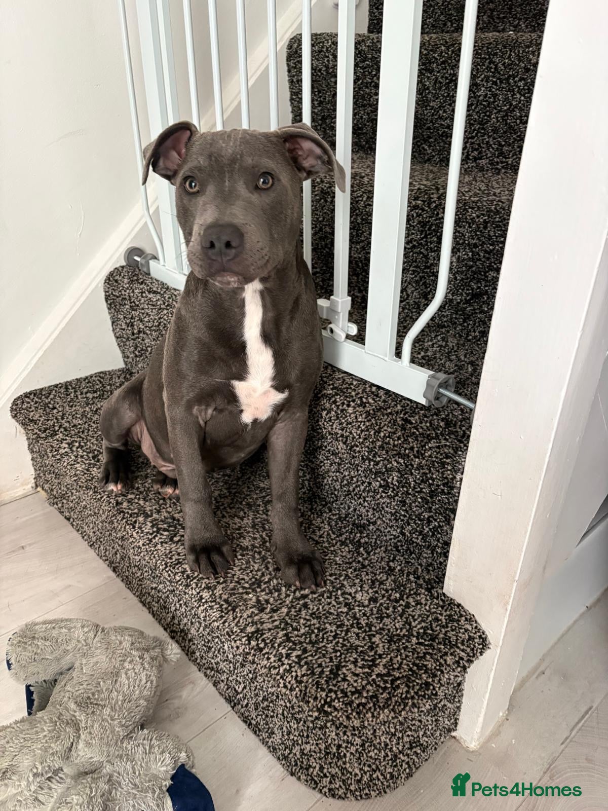 Staffordshire Bull Terrier dogs for sale: Male Staffie pup  - Advert 18