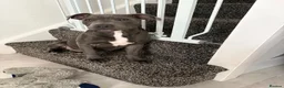 Staffordshire Bull Terrier dogs for sale: Male Staffie pup  - Advert 1