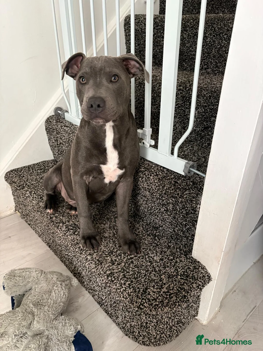 Staffordshire Bull Terrier dogs for sale: Male Staffie pup  - Advert 1