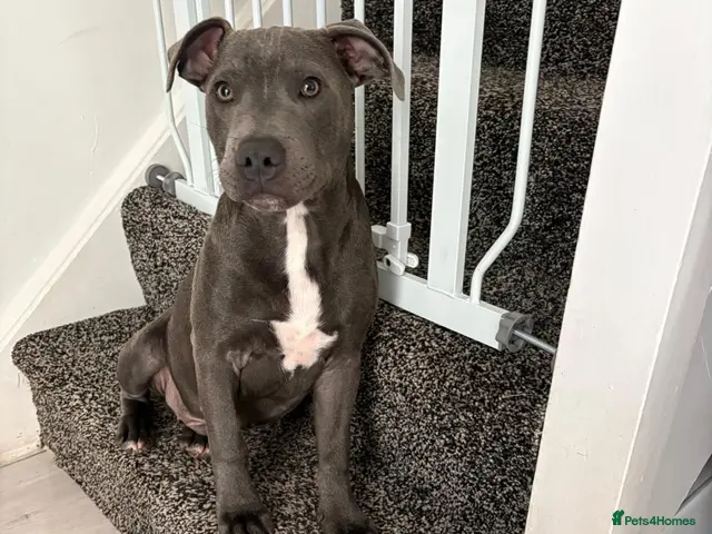 Staffordshire Bull Terrier dogs for sale: Male Staffie pup - Advert 18