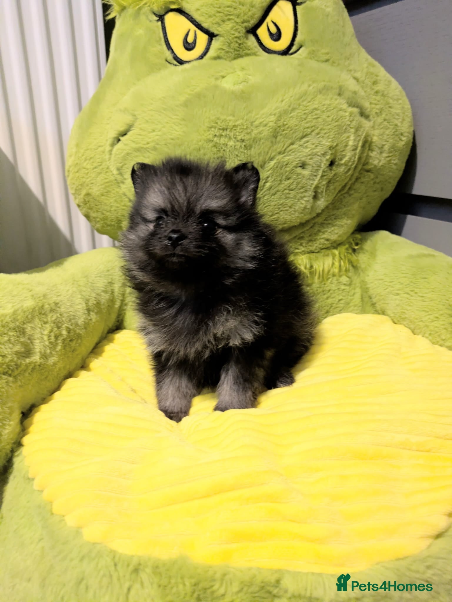 Pomeranian dogs Last boy vecna Looking for his forever family  - Advert 12