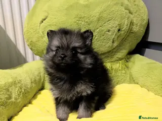 Pomeranian dogs Last boy vecna Looking for his forever family - Advert 12