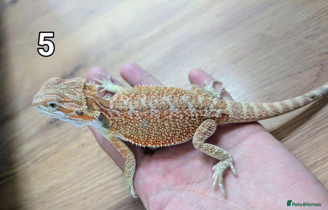 Bearded Dragon reptiles for sale: Baby Bearded dragons. Witblits, genetic stripes - Image 13