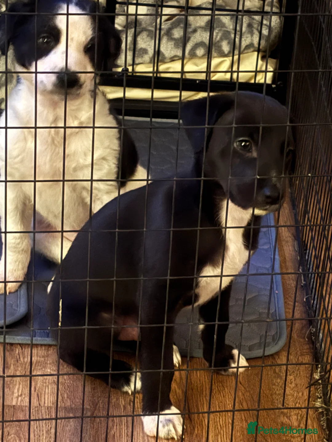 Mixed Breed dogs for sale: Whippet puppies  - Advert 6