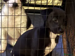 Whippet dogs Whippet puppies - Advert 4