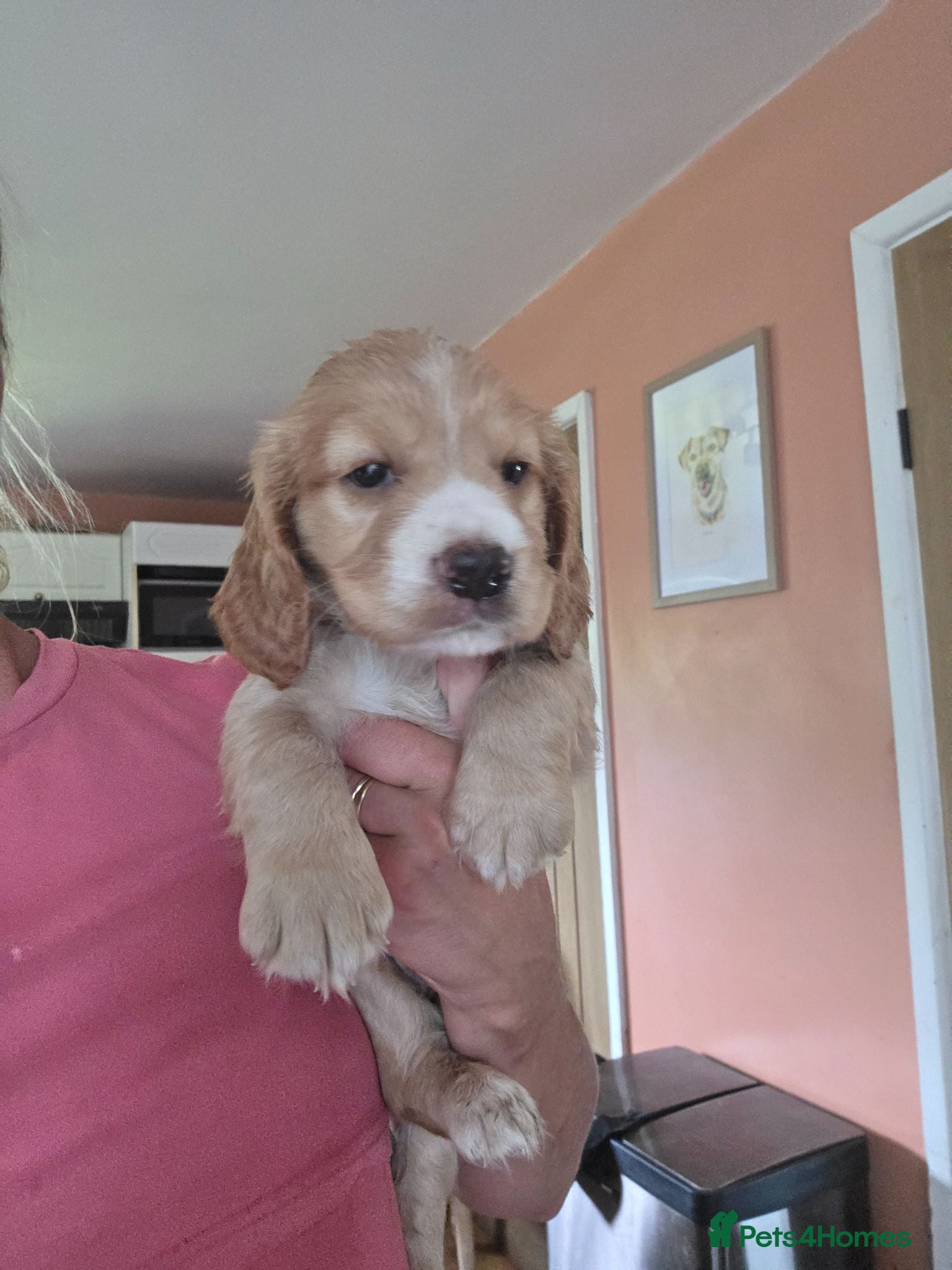Cocker Spaniel dogs KC Cocker spaniel puppies - Advert 1