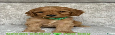 Cockapoo 2