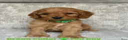 Cockapoo dogs for sale: F1 health tested cockapoo puppies - Advert 10