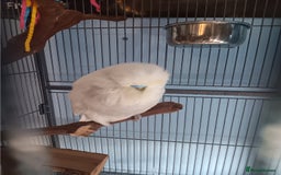 Budgerigars birds for sale: Male and Female Budgie looking for a new home ❤️ - Image 3