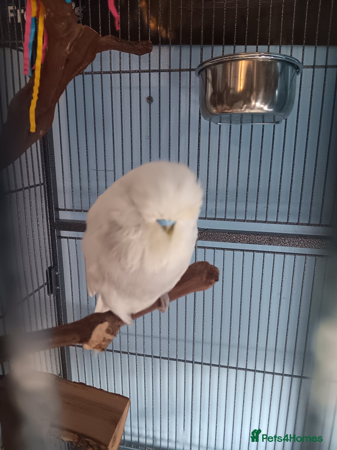 Budgerigars birds for sale: Male and Female Budgie looking for a new home ❤️ - Image 3