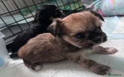 Mixed Breed dogs for sale: Tini Malchi puppies  - Image 5