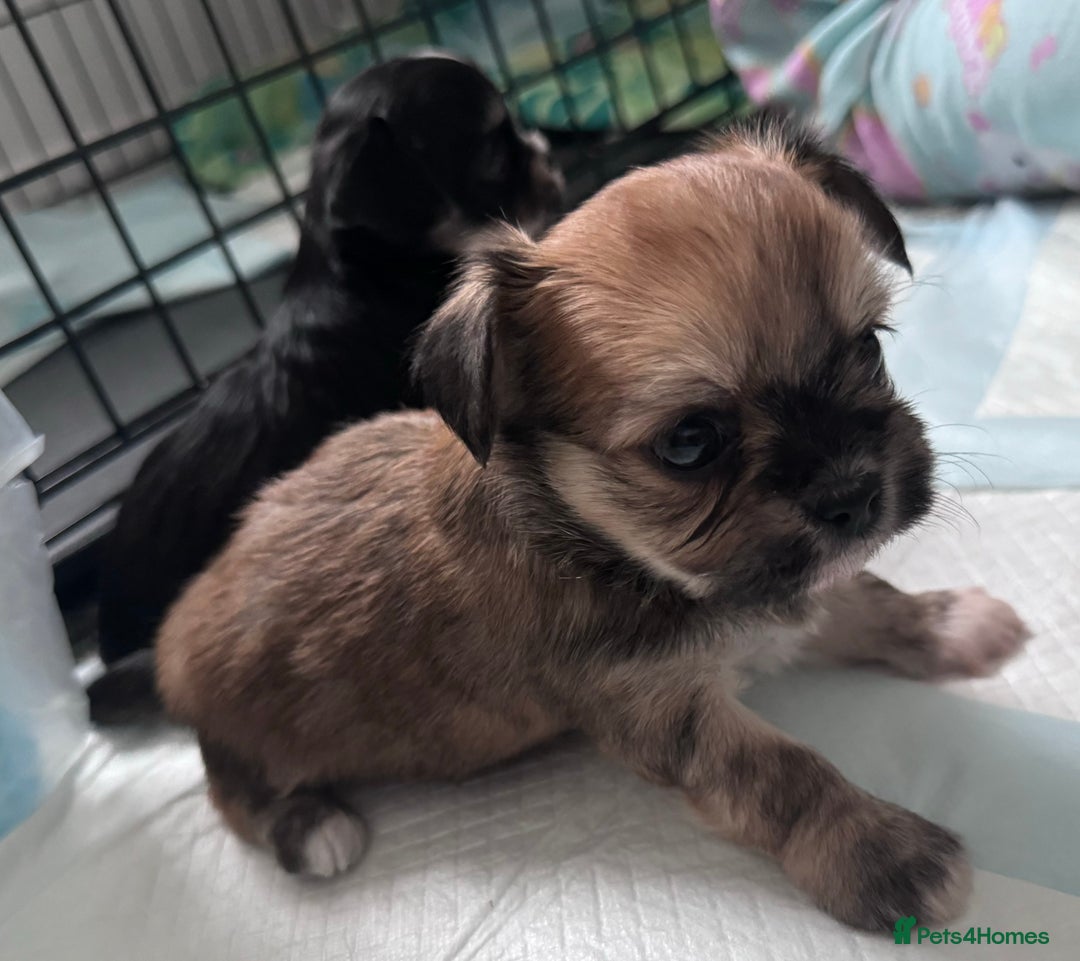 Mixed Breed dogs for sale: Tini Malchi puppies  - Image 5