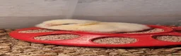 Chickens poultry for sale: Light Sussex & Rhode Island Red Chicks – Unsexed - Advert 17