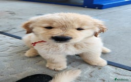 Golden Retriever dogs for sale: We have 5 boys and 3 girls Golden remaining 🐾 - Image 6