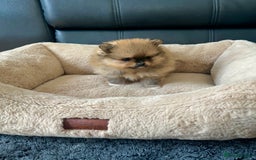 Pomeranian dogs for sale: 💎 Golden Colour Very Small Teddy Face 💎 - Image 6