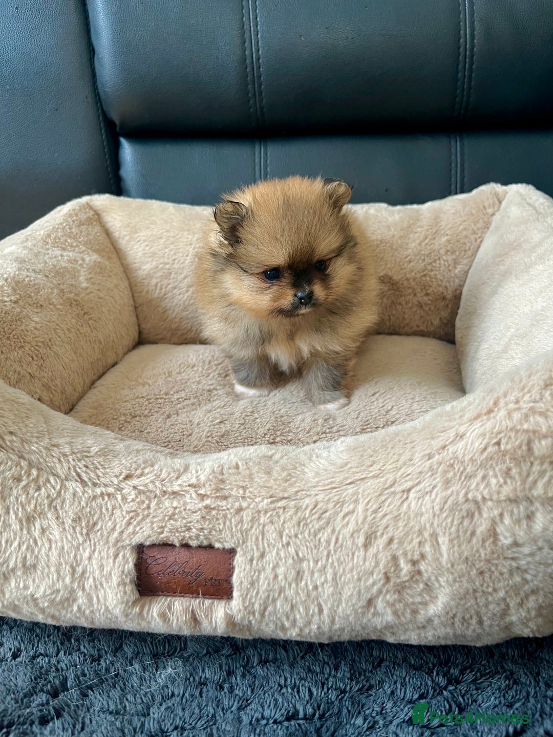 Pomeranian dogs for sale: 💎 Golden Colour Very Small Teddy Face 💎 - Image 6