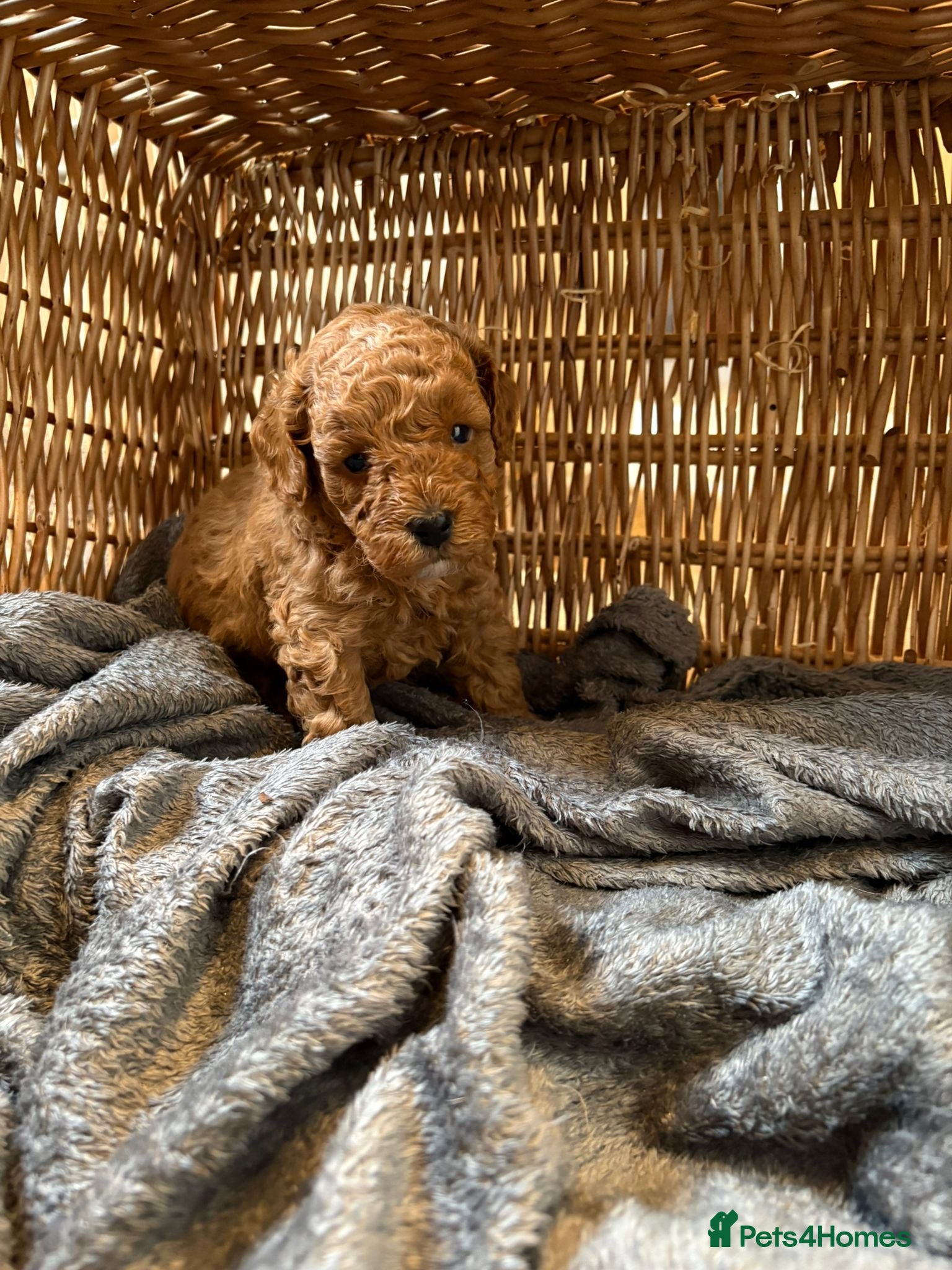 Toy Poodle dogs Toy poodle puppies  - Advert 12