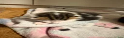 Domestic Shorthair cats for sale: Kittens for sale  - Advert 12