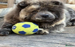 Chow Chow dogs for stud: Chow stud 🔝 - Image 4