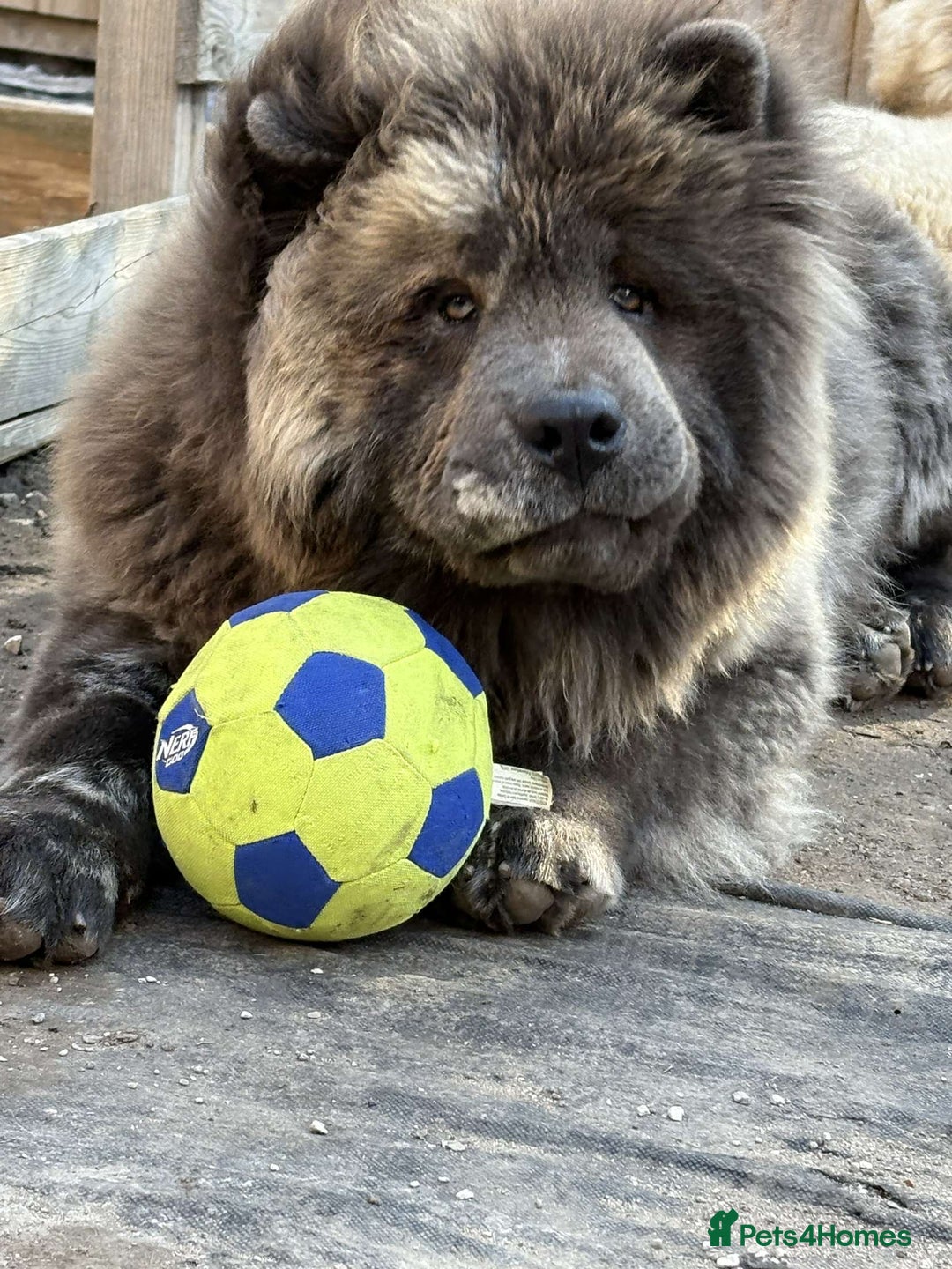 Chow Chow dogs for stud: Chow stud 🔝 - Image 4