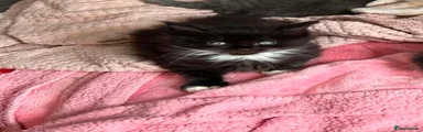 Maine Coon 1