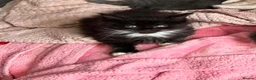 Maine Coon cats for sale: Maincoon - Advert 3
