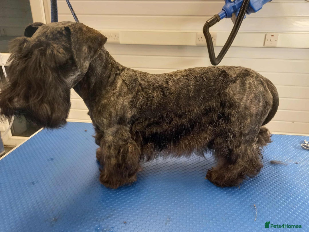 Cesky Terrier dogs for sale: CESKY TERRIER PUPPIES. advance notice - Advert 17