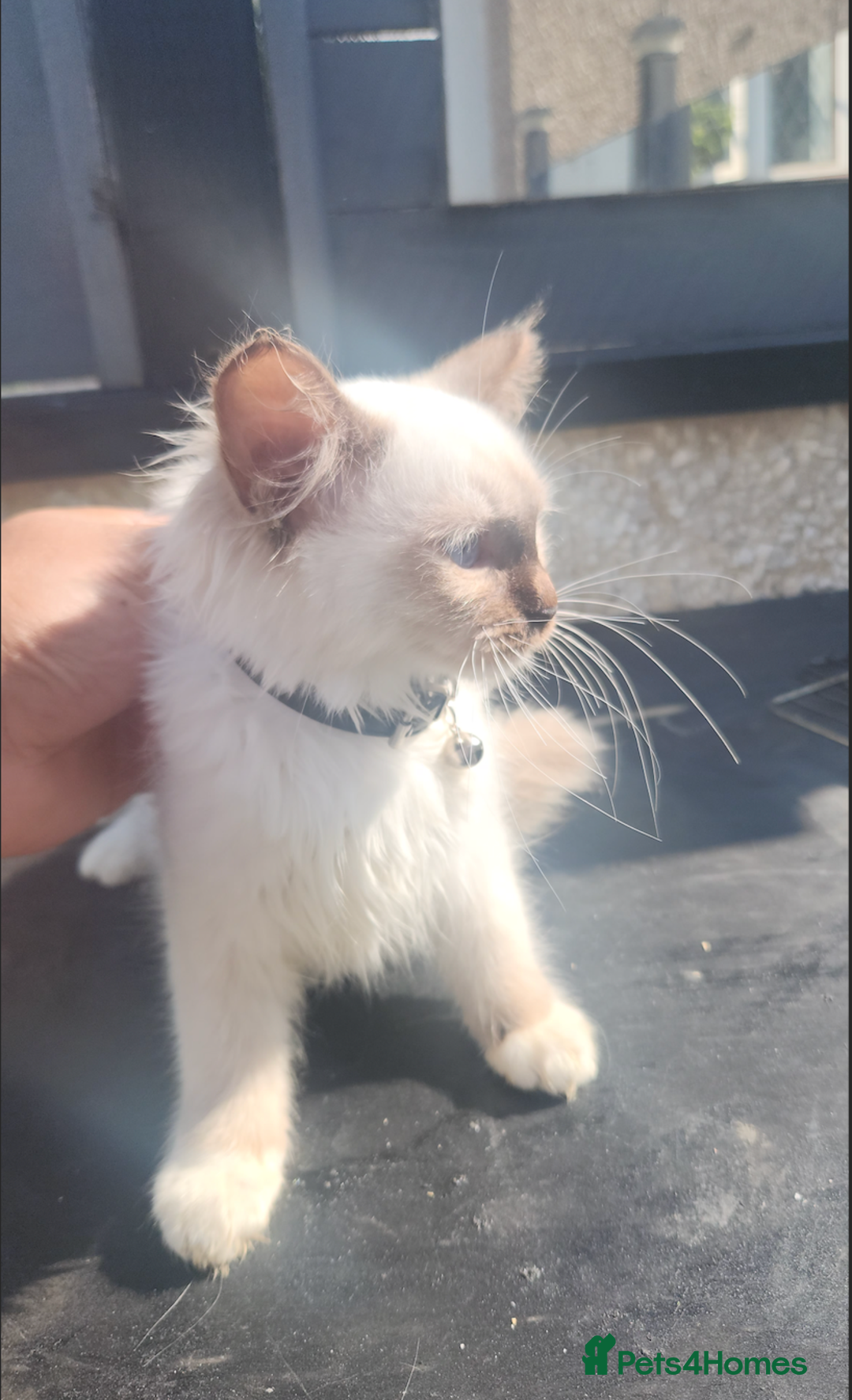 Ragdoll cats for sale: PURE BREED RAGDOLL KITTERNS - Image 1