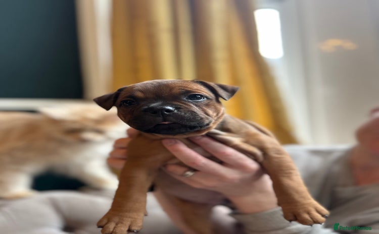 Staffordshire Bull Terrier dogs - Advert 4