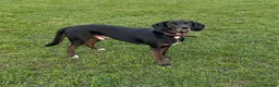 Mixed Breed dogs for adoption: Jett (Labrador/Pointer mix) in High Wycombe - Advert 14