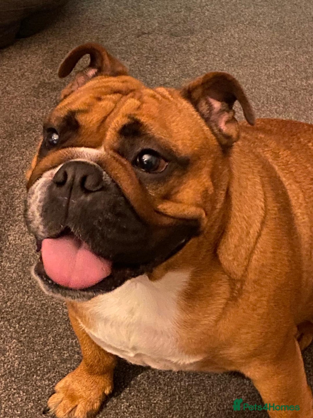 English Bulldog dogs for sale: English bulldog - Image 10