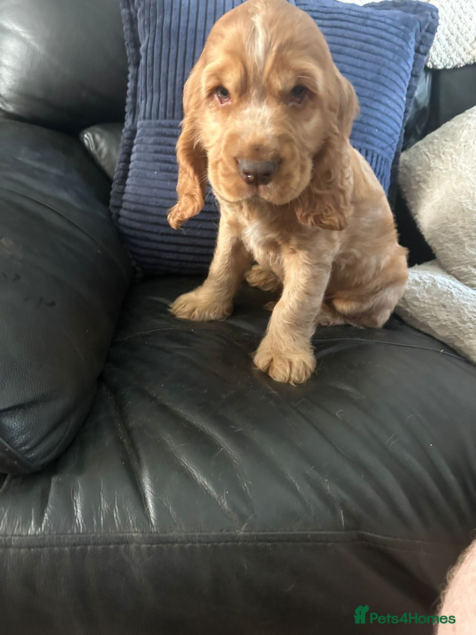 Cocker Spaniel dogs Kc reg show type cockers - Advert 1