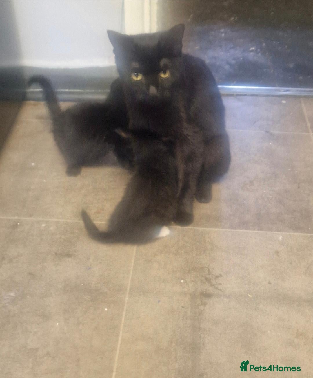 Domestic Shorthair cats 9 week old kittens for sale - Advert 1