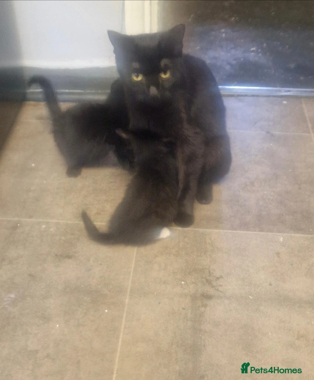 Domestic Shorthair cats for sale: 9 week old kittens for sale in London - Advert 1