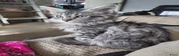 Mixed Breed cats for sale: 3/4maine coon x sphynx - Advert 15