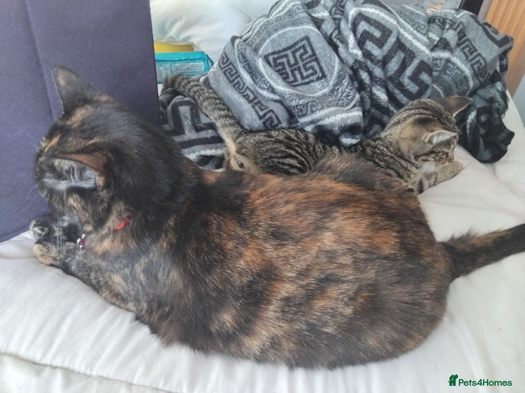Mixed Breed cats Three 14 week old kittens  - Advert 4