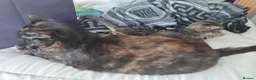 Mixed Breed cats for sale: Three 14 week old kittens  - Advert 1
