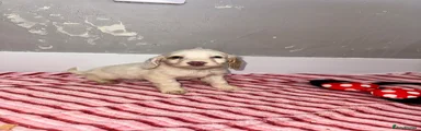 Cocker Spaniel Puppy 3