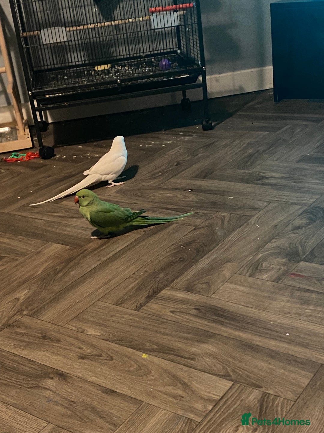 Ringnecks birds for sale: White female ringneck - Advert 4