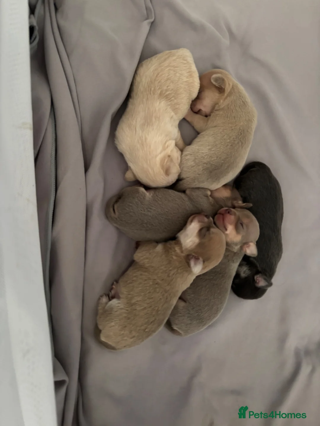 Chihuahua dogs for sale: Roxie’s precious chihuahua puppies  - Advert 30