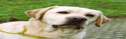 Labrador Retriever dogs for sale: 4 year old yellow Labrador looking for a home - Advert 1