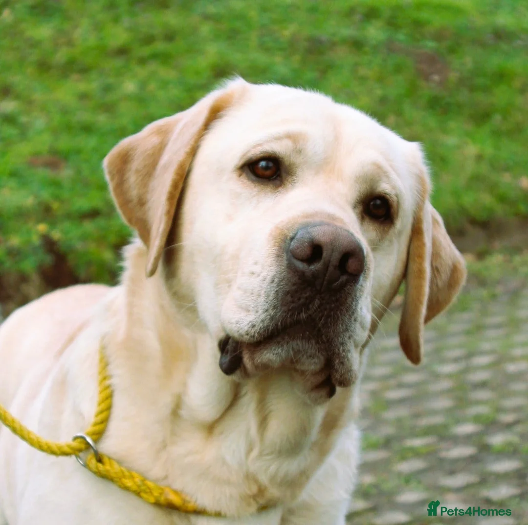 Labrador Retriever dogs for sale: 4 year old yellow Labrador looking for a home - Advert 1