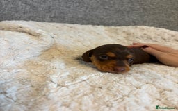Dachshund dogs for sale: Stunning Chocolate & Cream puppies  - Image 10