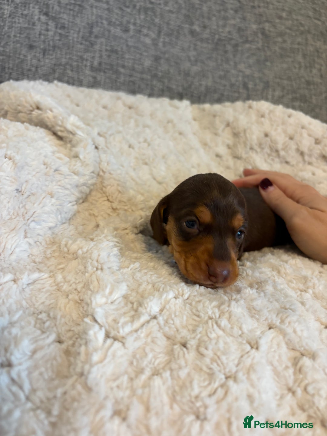 Dachshund dogs for sale: Stunning Chocolate & Cream puppies  - Image 10