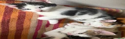 Mixed Breed cats for sale: Adorable Kittens Available to a Loving Home - Advert 4