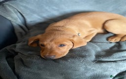 Labrador Retriever dogs for sale: KC Labrador puppies  in Wincanton - Image 24
