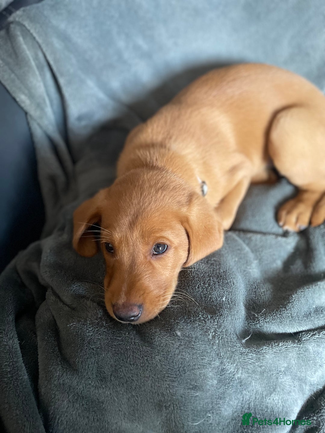 Labrador Retriever dogs for sale: KC Labrador puppies  in Wincanton - Image 24