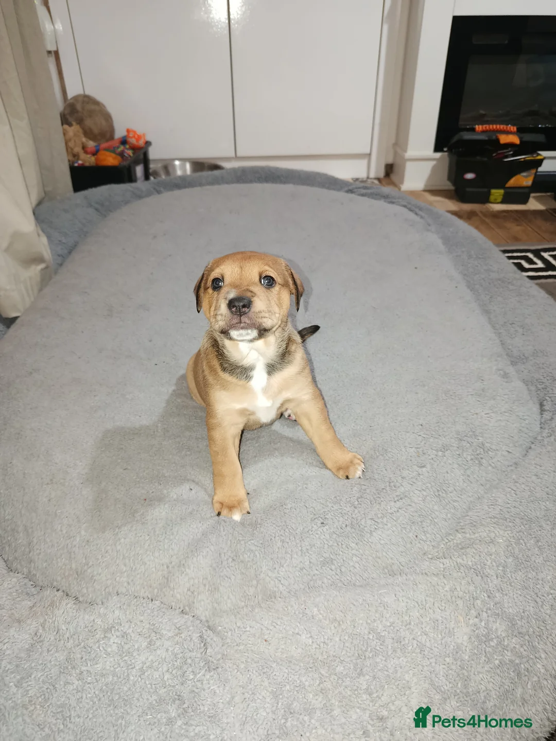 Mixed Breed dogs for sale: De Bordeaux cross rottweiler and staffy  - Advert 9