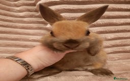 Netherland Dwarf rabbits for sale: Seven Litters Of Netherland Dwarf Babies - Image 17